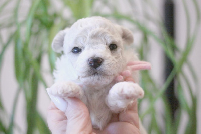 Les chiots de Bichon Frise