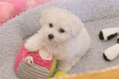 Les chiots de Bichon Frise