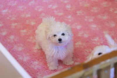 Les chiots de Bichon Frise