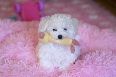 Les chiots de Bichon Frise