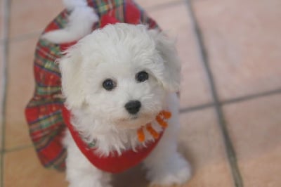 Les chiots de Bichon Frise