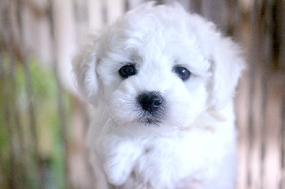 Les chiots de Bichon Frise