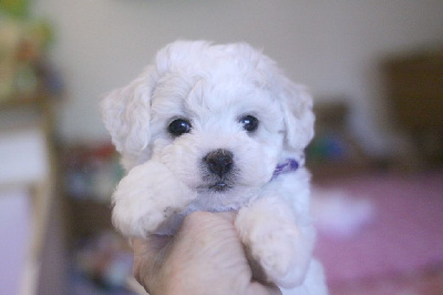 Les chiots de Bichon Frise