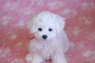 Les chiots de Bichon Frise