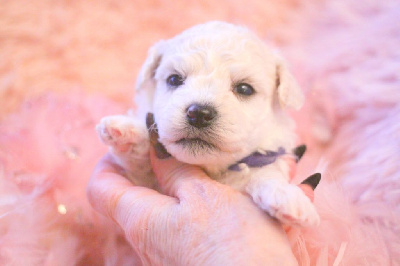 Les chiots de Bichon Frise