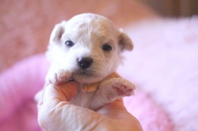 Les chiots de Bichon Frise