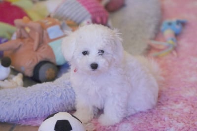 Les chiots de Bichon Frise