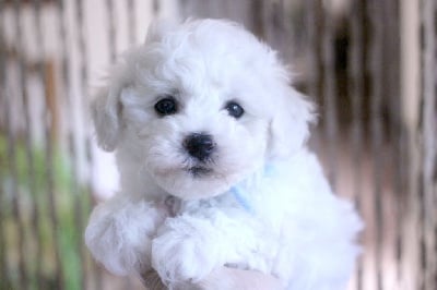 Voltaire - Bichon Frise