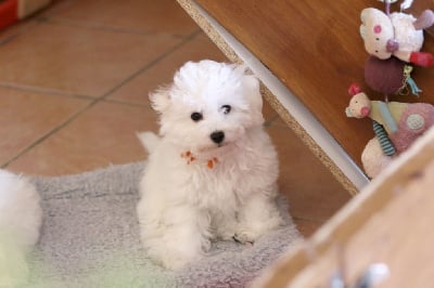 Les chiots de Bichon Frise