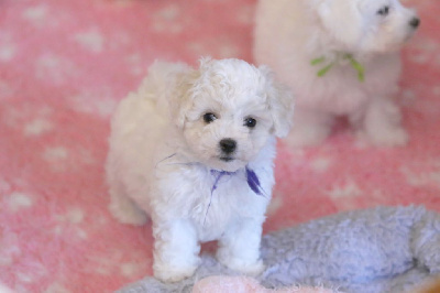 Les chiots de Bichon Frise