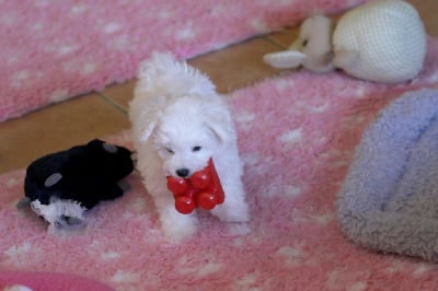 Les chiots de Bichon Frise