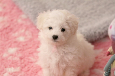 Les chiots de Bichon Frise