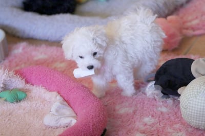 Les chiots de Bichon Frise