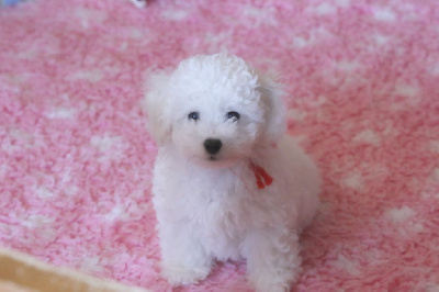 Les chiots de Bichon Frise