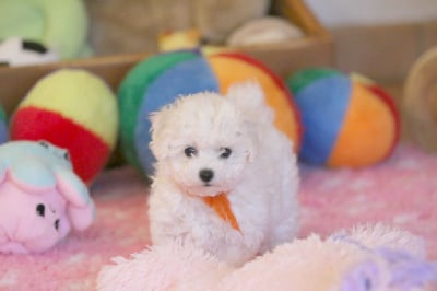 Les chiots de Bichon Frise