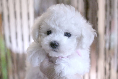 Les chiots de Bichon Frise