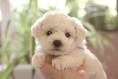 Les chiots de Bichon Frise