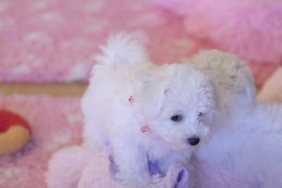 Les chiots de Bichon Frise