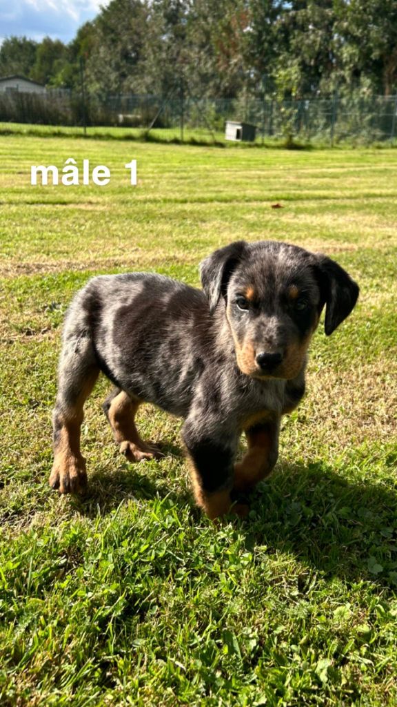 CHIOT 3 - Berger de Beauce