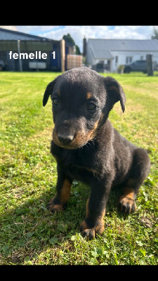 Les chiots de Berger de Beauce