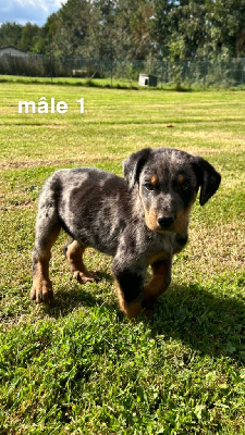 Les chiots de Berger de Beauce