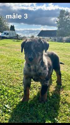 Les chiots de Berger de Beauce