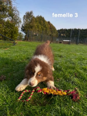 Les chiots de Berger Australien