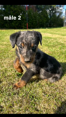 Les chiots de Berger de Beauce