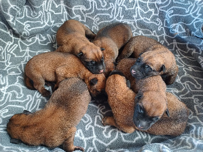 Les chiots de Berger Belge