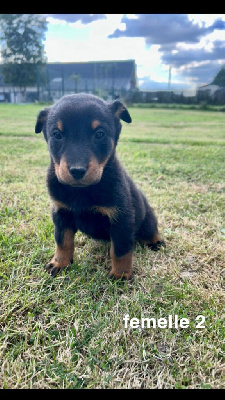 Les chiots de Berger de Beauce