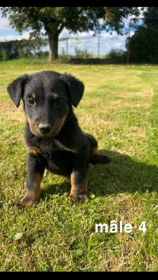 Les chiots de Berger de Beauce