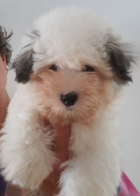 Les chiots de Coton de Tulear