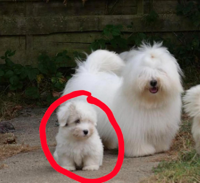 Les chiots de Coton de Tulear