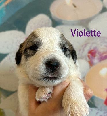 Les chiots de Chien de Montagne des Pyrenees