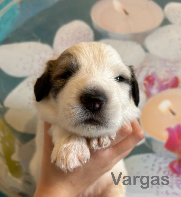 Les chiots de Chien de Montagne des Pyrenees