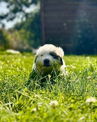 Les chiots de Chien de Montagne des Pyrenees