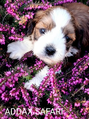 Les chiots de Bichon Havanais