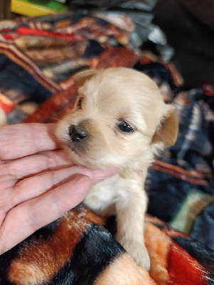 Les chiots de Bichon Havanais