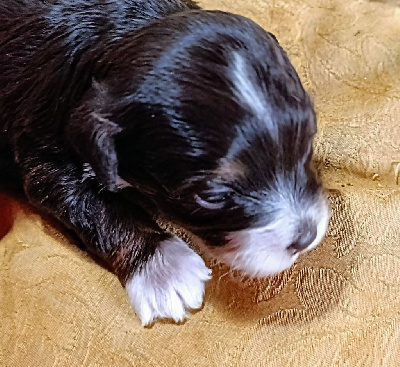 Les chiots de Bichon Havanais