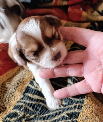 Les chiots de Bichon Havanais