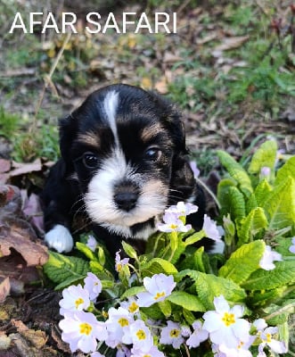 Les chiots de Bichon Havanais