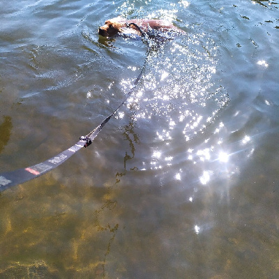 Étalon Cocker Spaniel Anglais - Orangina du Tertre de la Pommeraie