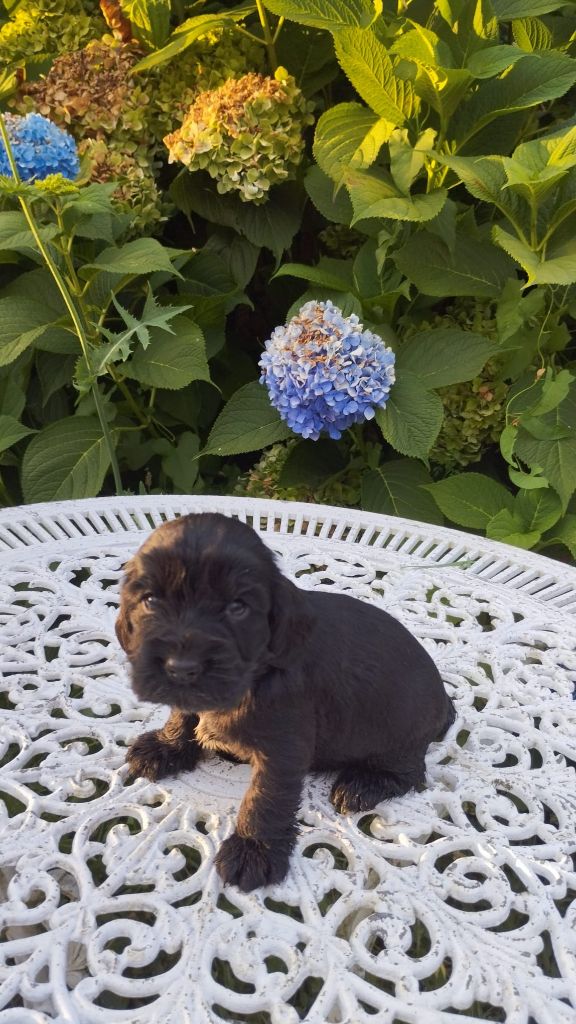 CHIOT - Cocker Spaniel Anglais