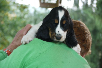 Les chiots de Cocker Spaniel Anglais