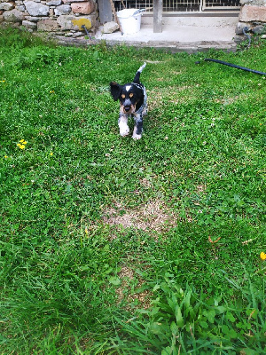 Les chiots de Cocker Spaniel Anglais