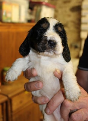 Les chiots de Cocker Spaniel Anglais