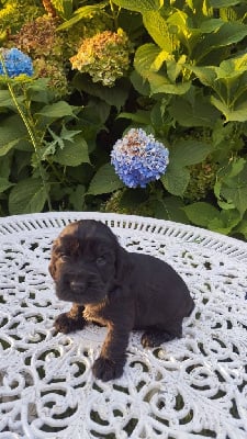 CHIOT - Cocker Spaniel Anglais