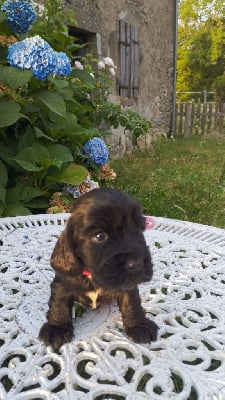 Les chiots de Cocker Spaniel Anglais