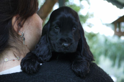 Les chiots de Cocker Spaniel Anglais