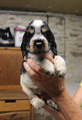 Les chiots de Cocker Spaniel Anglais